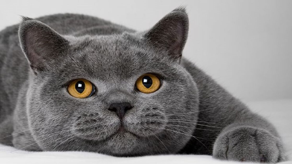 Health and Nutrition for The British Shorthair Cat Breed