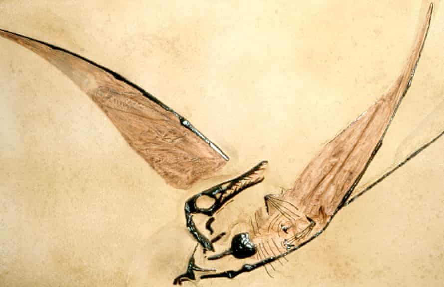 Fossil of a Jurassic pterodactyl.
