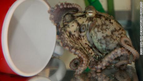 A new study reveals how octopuses taste their meals by touching them