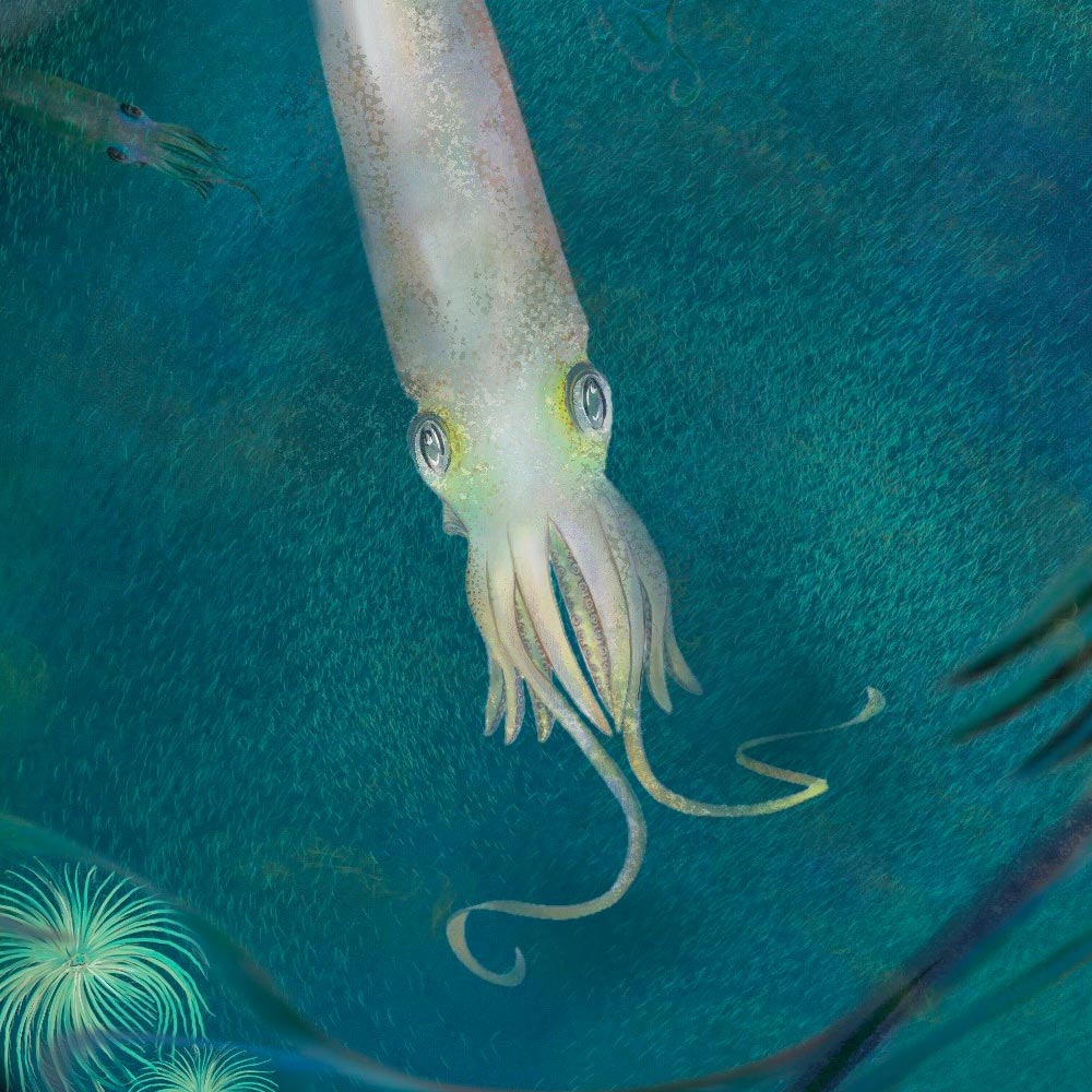 Hail to the squid – a new species of extinct cephalopod resembling a vampire with 10 arms named after Biden