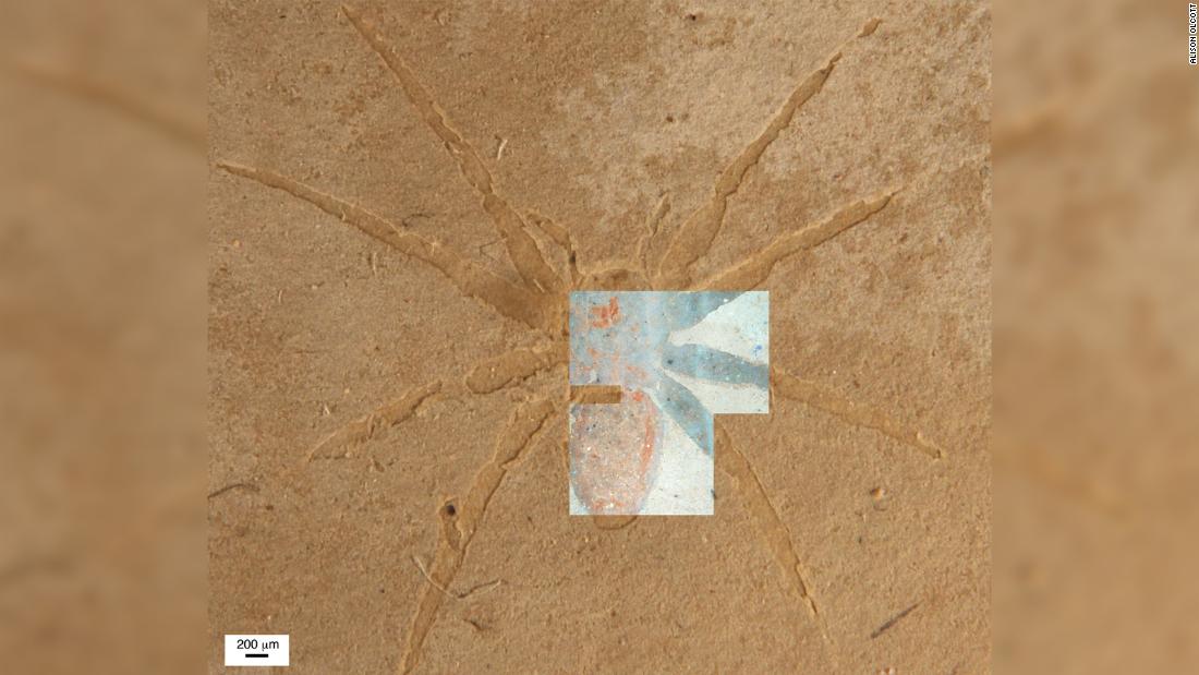 Scientists reveal the secret of how spider fossils form