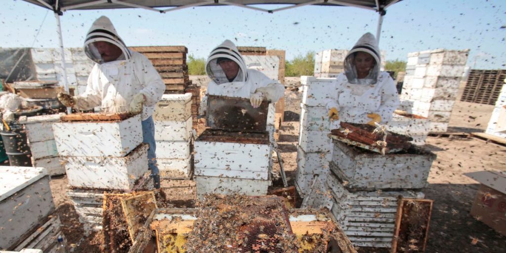 Millions of bees die in Atlanta after Alaska Delta redirects jet plane