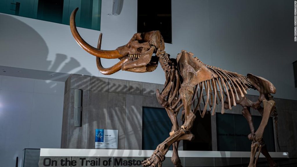 Mastodon's fang reveals migration patterns in North America