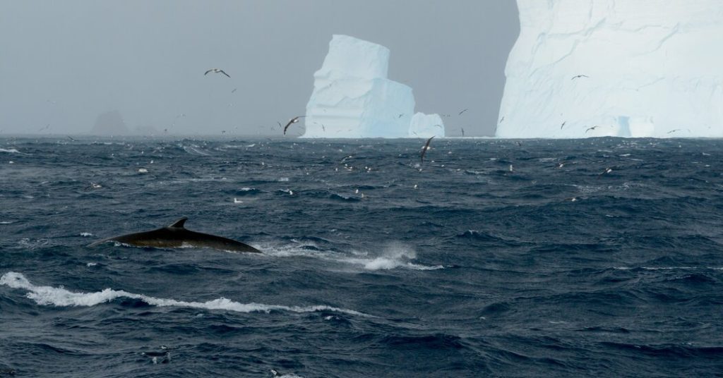 Study finds fin whales return to Antarctic waters