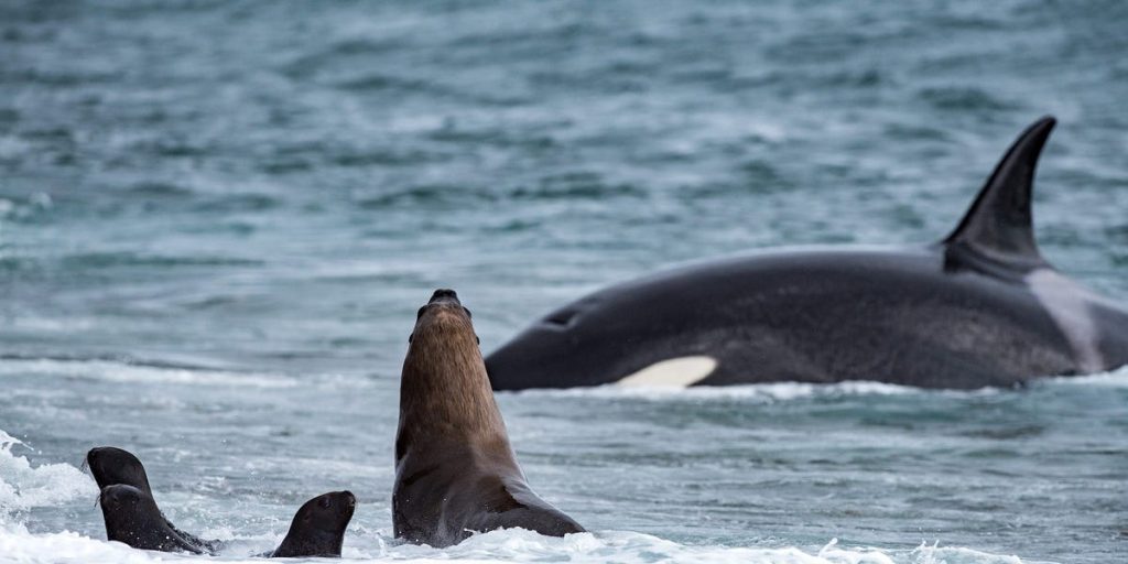 Killer whales break through the ice platform to hunt and kill seals
