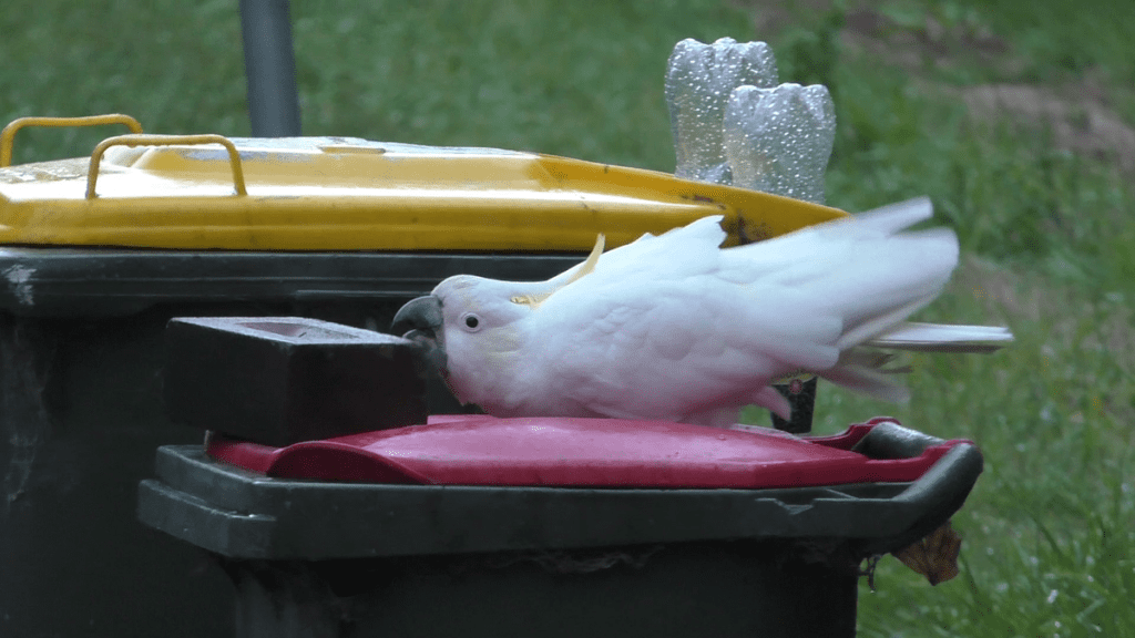 Humans and parrots in an "arms race" over rubbish in Sydney