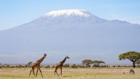 UNESCO reports that the glaciers on Mount Kilimanjaro in Tanzania are on the way to disappear over the next few decades.