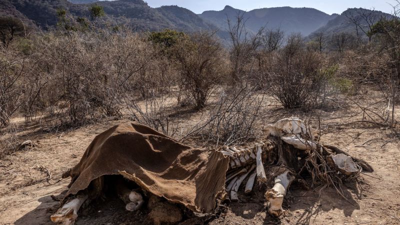 Kenya drought: Hundreds of elephants, wild animals and zebras have been reported dead