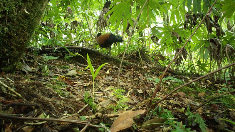 A long-lost pigeon species ‘rediscovered’ in Papua New Guinea