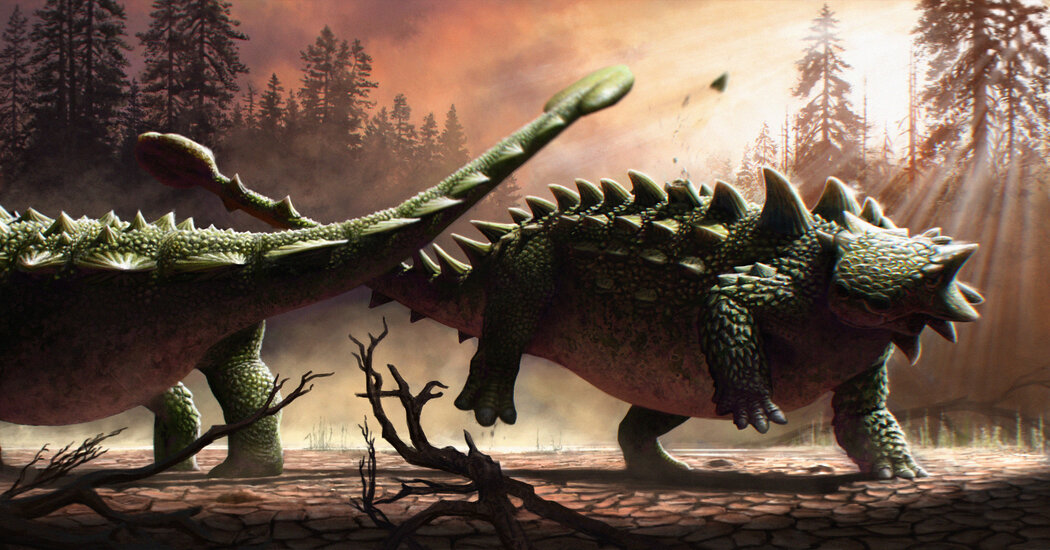 Ankylosaur’s tail club wasn’t just swung at T. Rex